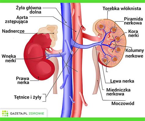 Schematludzkiegoukladuwydalniczegooznaczony