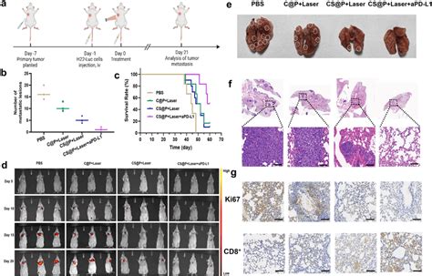 Anti Metastasis Effect Of Csp Combined With Nir Irradiation And