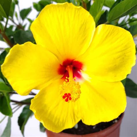 Yoder Yellow Hibiscus Bush | Tropical Plants