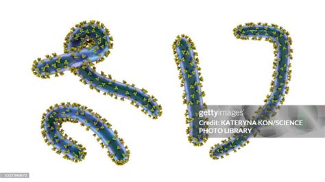 Marburg Viruses Illustration High Res Vector Graphic Getty Images