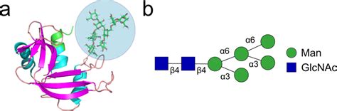 The Structure Of Rb A The Protein Structure Of Rb Including A Download Scientific Diagram