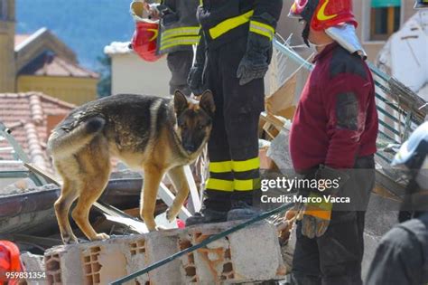 243 German Shepherd Service Dog Stock Photos High Res Pictures And