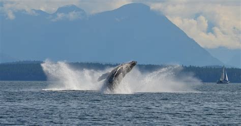 Campbell River Tour In Barca Di 6 Ore Per Osservare Le Balene