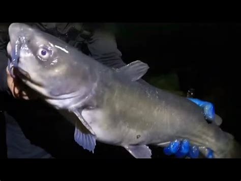 Catfishing In Degrees Chicago River Night Time Catfishing Fishing