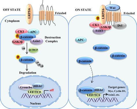 Wnt Catenin Signaling Pathway