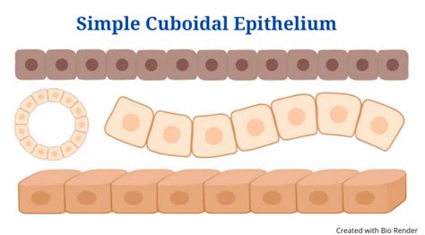 Simple Cuboidal Epithelium Structure Functions Example Phd Nest