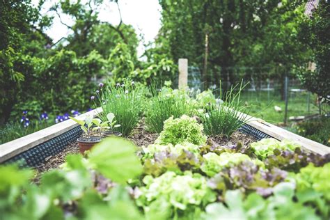 The Comprehensive Guide To Raised Bed Gardening Modern Frontierswoman