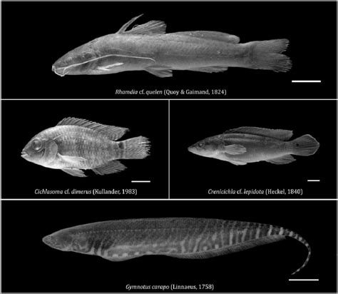 Species photographed from headwater streams. Siluriformes ...