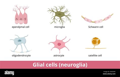 Células gliales neuroglia Seis tipos de gliocitos en el sistema