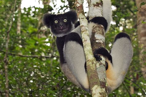 Indri Lemur | Sean Crane Photography