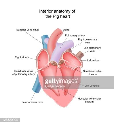 Circulatory System Mannix S Science Nerdery