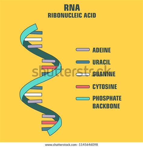 Vector Scientific Icon Spiral Rna Illustration Stock Vector Royalty