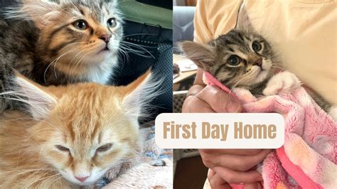 Siberian Kittens First Day Home Youtube