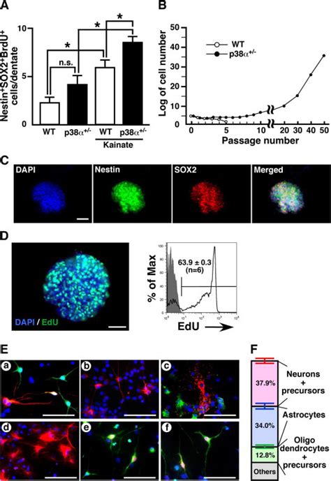 p38α controls selfrenewal and fate decision of neurosphereforming