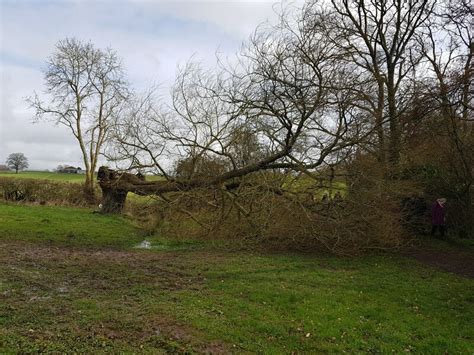 Fallen Tree Almost Blocking Footpath Jeff Gogarty Geograph Britain