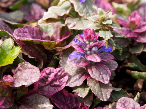 AJUGA reptans Burgundy Glow Bugle rampante panaché Le Jardin d eau