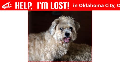 Lost Dog Oklahoma City Oklahoma Bugsy