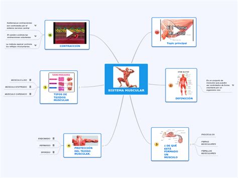 Sistema Muscular Mind Map