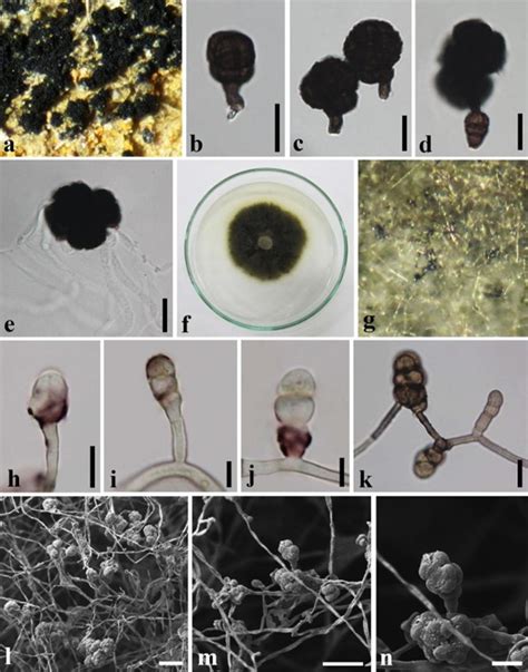 Paradictyoarthrinium Diffractum Facesoffungi Number Fof 01854 Faces Of Fungi