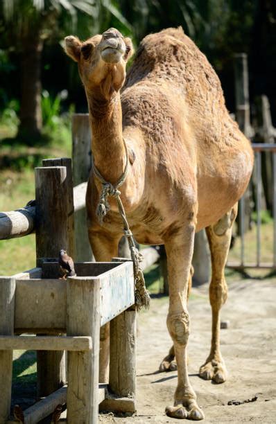 280+ Camel Drinking Water Stock Photos, Pictures & Royalty-Free Images ...