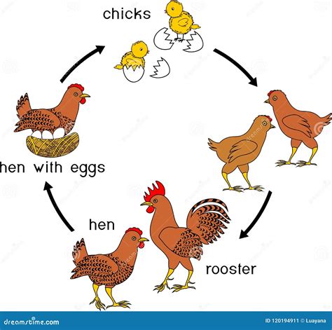 Etapas Del Crecimiento Del Pollo Del Huevo Al Pájaro Adulto Ilustración