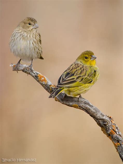 Sicalis flaveola szafranka złotogłowa Saffron Finch Canario Da