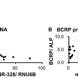 Bcrp Mrna Upper And Protein Lower Levels In The Human Placenta And