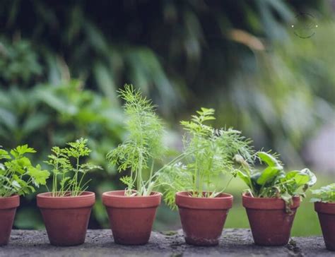 Beginners Guide To Herb Gardening Dine Dream Discover