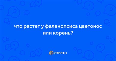 Ответы Mail: что растет у фаленопсиса цветонос или корень?