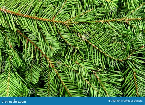 Christmas Tree Branches Green Background Stock Image Image 7394861