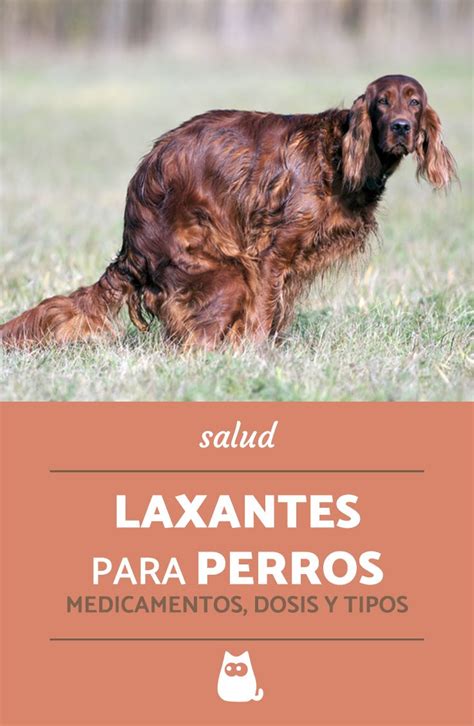 LAXANTES Para PERROS Medicamentos Dosis Y Tipos Perros Remedios