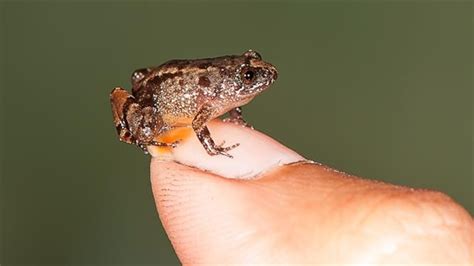 7 Mandm Size Frog Species Found Among Worlds Smallest