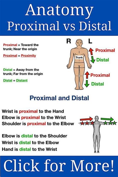 Anatomy Proximal Vs Distal Medschool Doctor Medicalstudent Image
