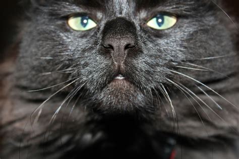 Cat | Lili Gotts | Flickr