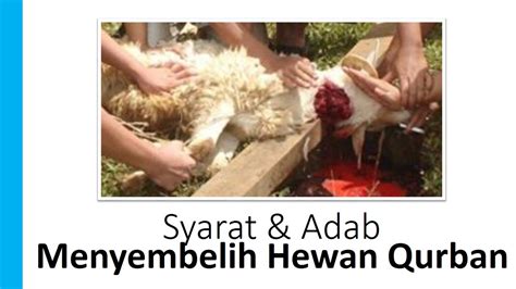 Syarat Adab Menyembelih Hewan Qurban Youtube