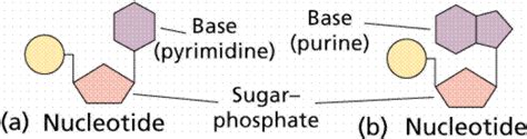 Lon Capa Chemistry Ii Water And Organic Molecules