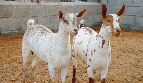 Barbari Goat Characteristics Uses History Life And More