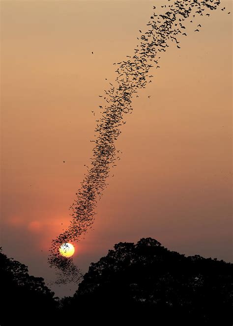 Bat Swarm At Sunset Photograph By Jean De Spiegeleer Fine Art America