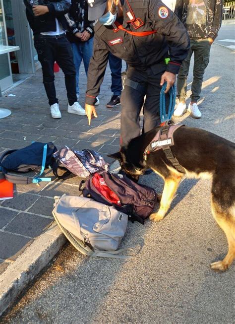 Operazione Scuole Sicure Controlli Dei Carabinieri Con Il Cane Antidroga