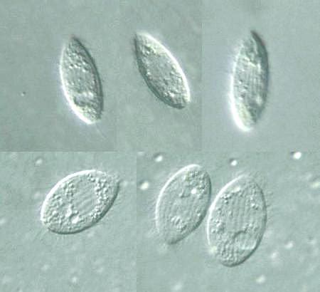 Protist Images: Tetrahymena