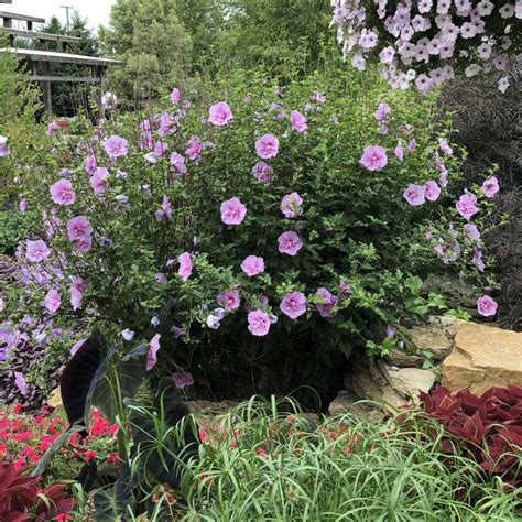 Hibiscus Lavender Chiffon Buy Rose Of Sharon Shrubs Online