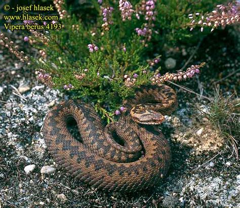 Vipera berus Kreuzotter Common viper Adder Northern Víbora común europea marasso zmije obecná ...