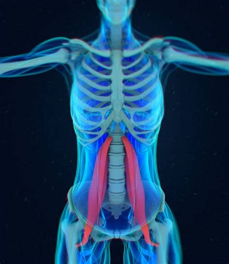 Psoas Test Stock Photos Pictures And Royalty Free Images Istock