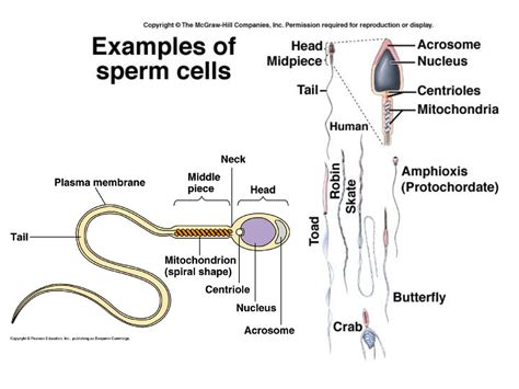 Reproduction Bio 201 Organismal Sandf Dr Tony Serino Ppt Download