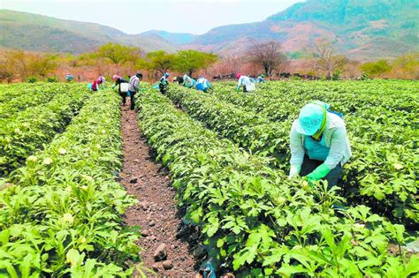 Migración afecta la agricultura Agrodiario