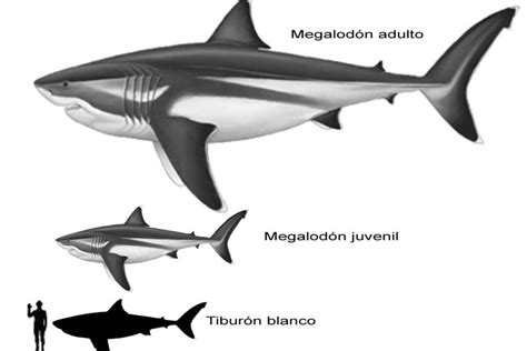 Descubrimientos Sobre El Megalod N Un Vistazo Al Gigante De Las