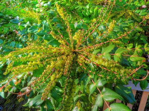 Mahonia_japonica_'Hiemalis'_(Berberidaceae)_flowers_HDR - Herbarium RNG