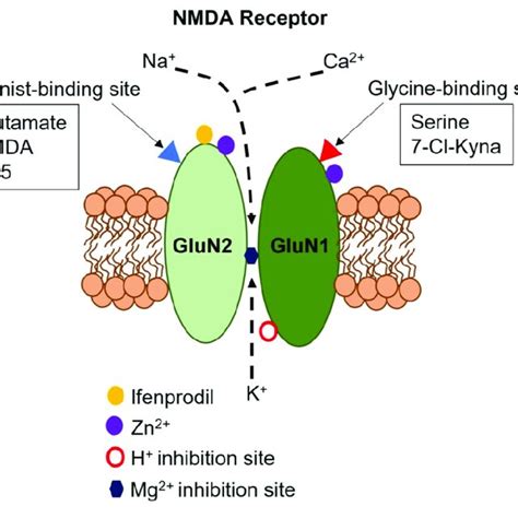 Structure Of The Neuronal NMDAR Neuronal NMDARs Are Heterotetramers