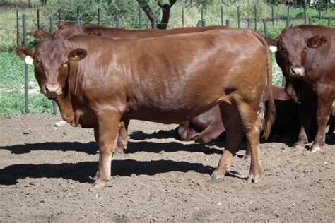 Bonsmara Cattle – Pioneer Livestock Farmers