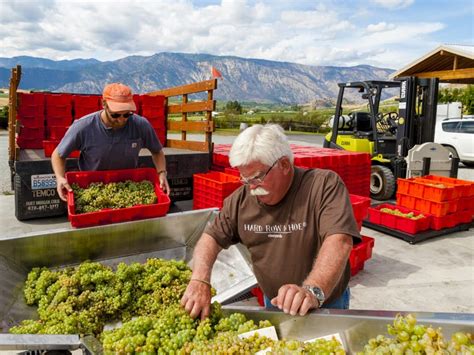 Hard Row To Hoe Vineyards Lake Chelan Wine Valley